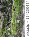 木に生えた苔 124230454