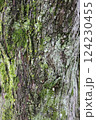 木に生えた苔 124230455