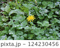 水が滴る三つ葉のクローバーとタンポポ 124230456
