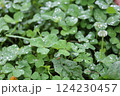 水が滴る三つ葉のクローバー 124230457