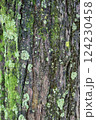 木に生えた苔 124230458