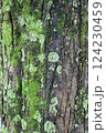 木に生えた苔 124230459