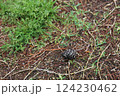 地面と植物と松ぼっくり 124230462