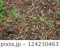 地面と植物と松ぼっくり 124230463