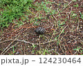 地面と植物と松ぼっくり 124230464