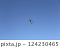 青空と蜘蛛 124230465