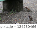 公園にいる野生の雀 124230466