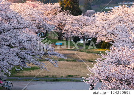 210410宮川緑地公園桜g141 210410宮川緑地公園桜g141 124230692