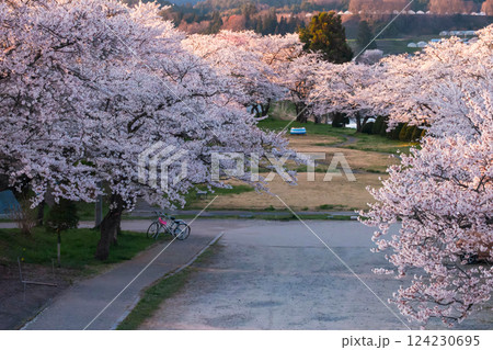 210410宮川緑地公園桜g151 124230695