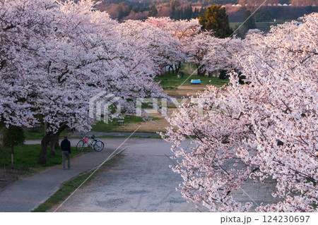 210410宮川緑地公園桜g159 210410宮川緑地公園桜g159 124230697