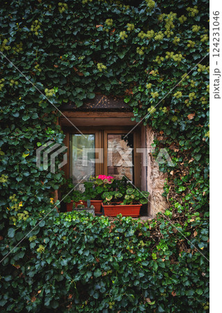 climbing lush foliage over old window at ancient building climbing lush foliage over old window at ancient building 124231046