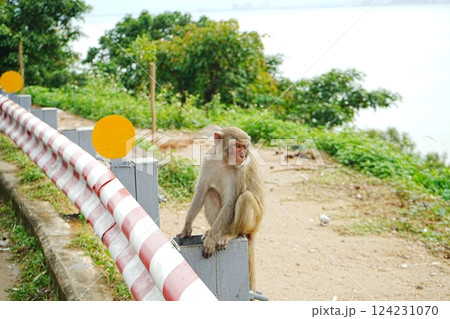 ベトナム ダナン ゴールデン モンキー 124231070