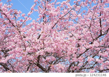 青空に映えるピンクの河津桜 美しい 青空に映えるピンクの河津桜 美しい 124231146