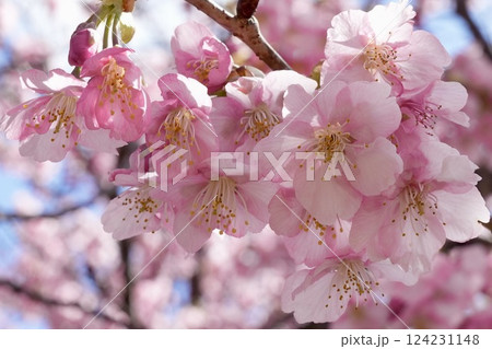 美しい桜　アップ 124231148