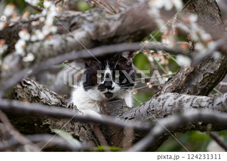 白梅の木の上でくつろいでるハチワレ柄とぶち猫柄の野良猫 124231311