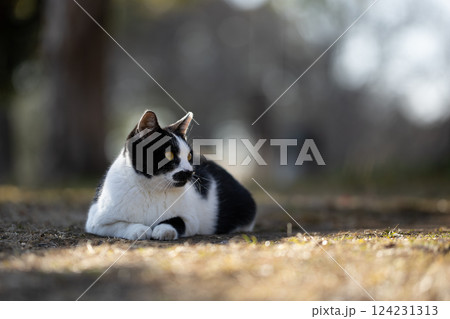 ぽわっとした背景と髭が生えてるみたいな模様のぶち猫柄の野良猫 124231313