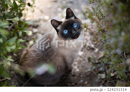 公園で上を見上げるシャム猫柄の野良猫 公園で上を見上げるシャム猫柄の野良猫 124231314