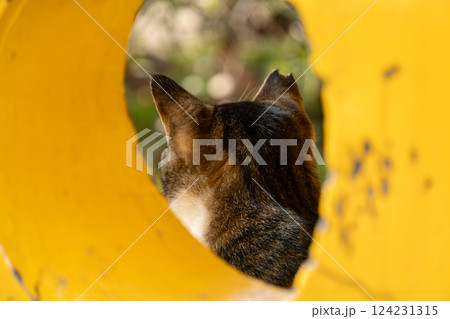 公園の黄色い遊具の穴の中から見えるキジトラ柄の野良猫の後頭部 124231315