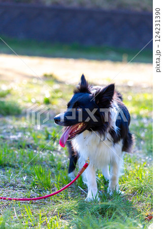広場で遊ぶボーダーコリー 広場で遊ぶボーダーコリー 124231390