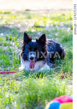 広場で遊ぶボーダーコリー 124231391