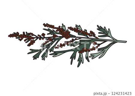 Botanical medicinal plant isolated on white background. Hand drawn horizontal stem, green leaves, berries vector illustration. Graphic design element for Birthday Print Poster Invitation Card Greeting 124231423