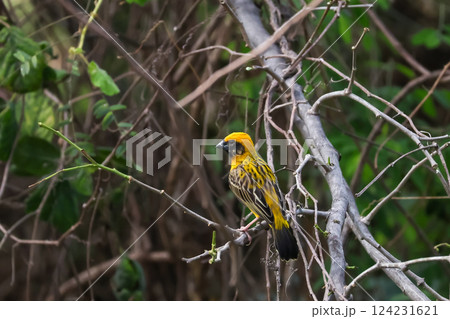The yellow bird on stick tree in nature The yellow bird on stick tree in nature 124231621