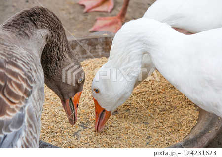 White goose eatting food in garden at thailand 124231623
