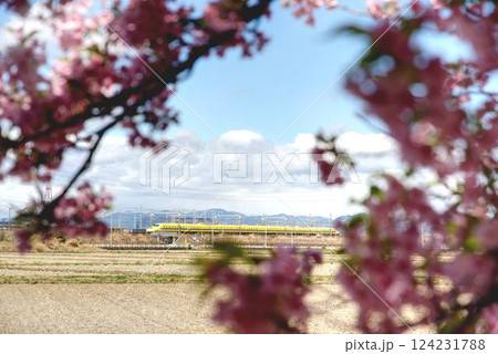 河津桜とドクターイエロー2025 124231788