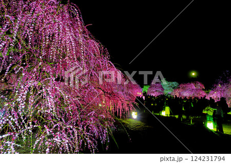 満月と枝垂れ梅 124231794