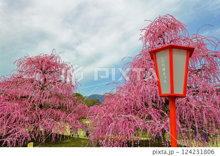 鈴鹿の森庭園4 124231806
