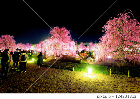 枝垂れ梅ライトアップ 124231812