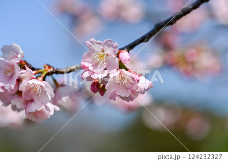 サクラサク 124232327