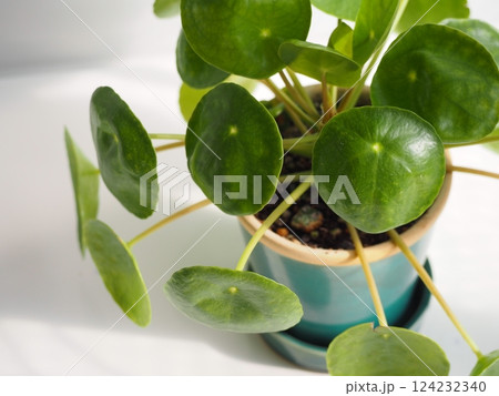 観葉植物 ピレア・ペペロミオイデス 観葉植物 ピレア・ペペロミオイデス 124232340
