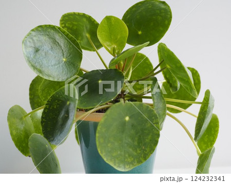 観葉植物 ピレア・ペペロミオイデス 観葉植物 ピレア・ペペロミオイデス 124232341