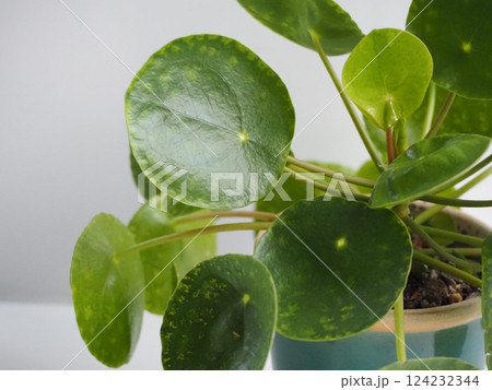 観葉植物 ピレア・ペペロミオイデス 観葉植物 ピレア・ペペロミオイデス 124232344