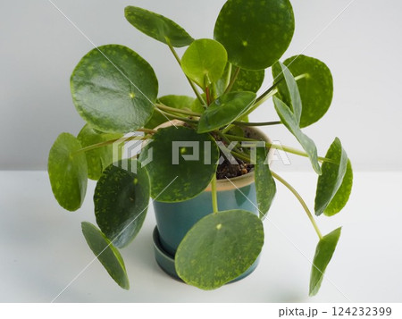 観葉植物 ピレア・ペペロミオイデス 観葉植物 ピレア・ペペロミオイデス 124232399