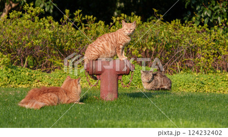 無人 屋外 野外 124232402