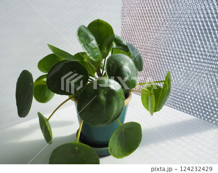 観葉植物 ピレア・ペペロミオイデス 観葉植物 ピレア・ペペロミオイデス 124232429