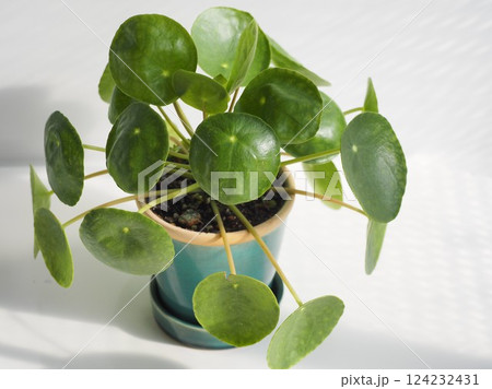 観葉植物 ピレア・ペペロミオイデス 観葉植物 ピレア・ペペロミオイデス 124232431