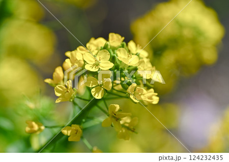 菜の花のある風景 菜の花のある風景 124232435