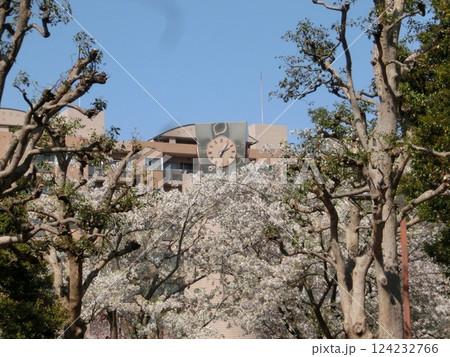 マンションの桜-17 マンションの桜-17 124232766
