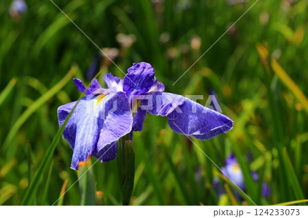 凛と咲く花菖蒲 凛と咲く花菖蒲 124233073