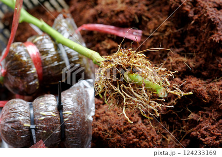 Root from grafting lime tree by Coconut coir cover branch and Strap with cable tie 124233169