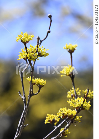 サンシュユの花 サンシュユの花 124233173