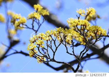 サンシュユの花 サンシュユの花 124233177