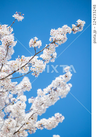桜 124233248
