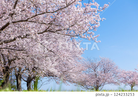 満開の桜並木 124233253