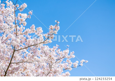 満開の桜 満開の桜 124233254