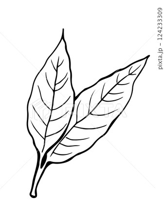 leaf cacao vector sketch 124233309