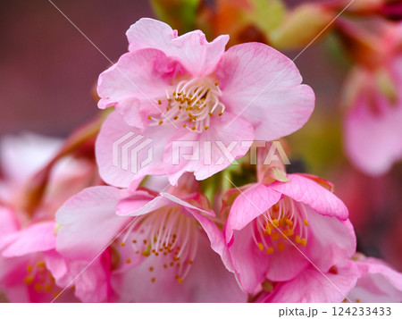 河津桜のある風景 124233433